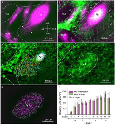 Modular horizontal network within mouse primary visual cortex